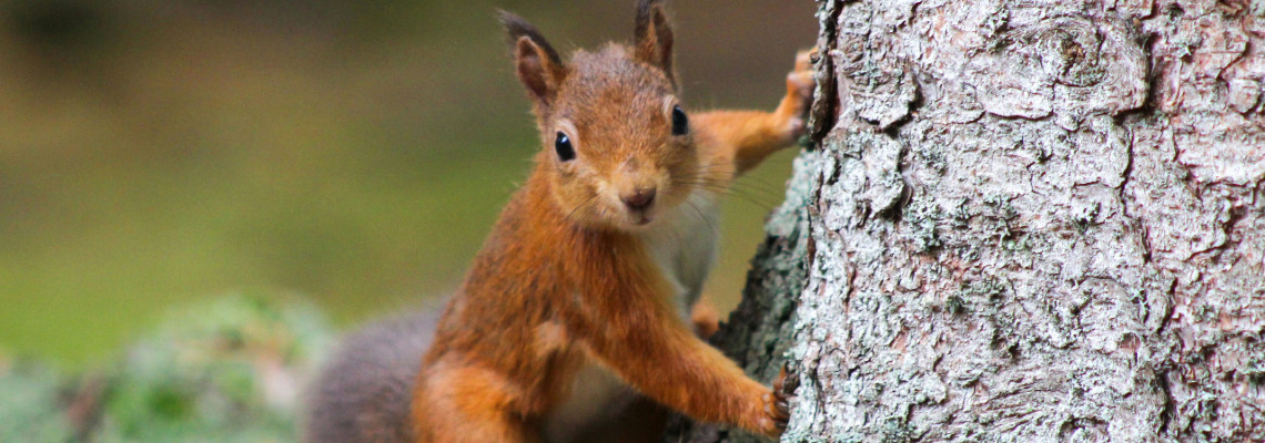 a cairngorms red squirrel on a tree posing for the photograph